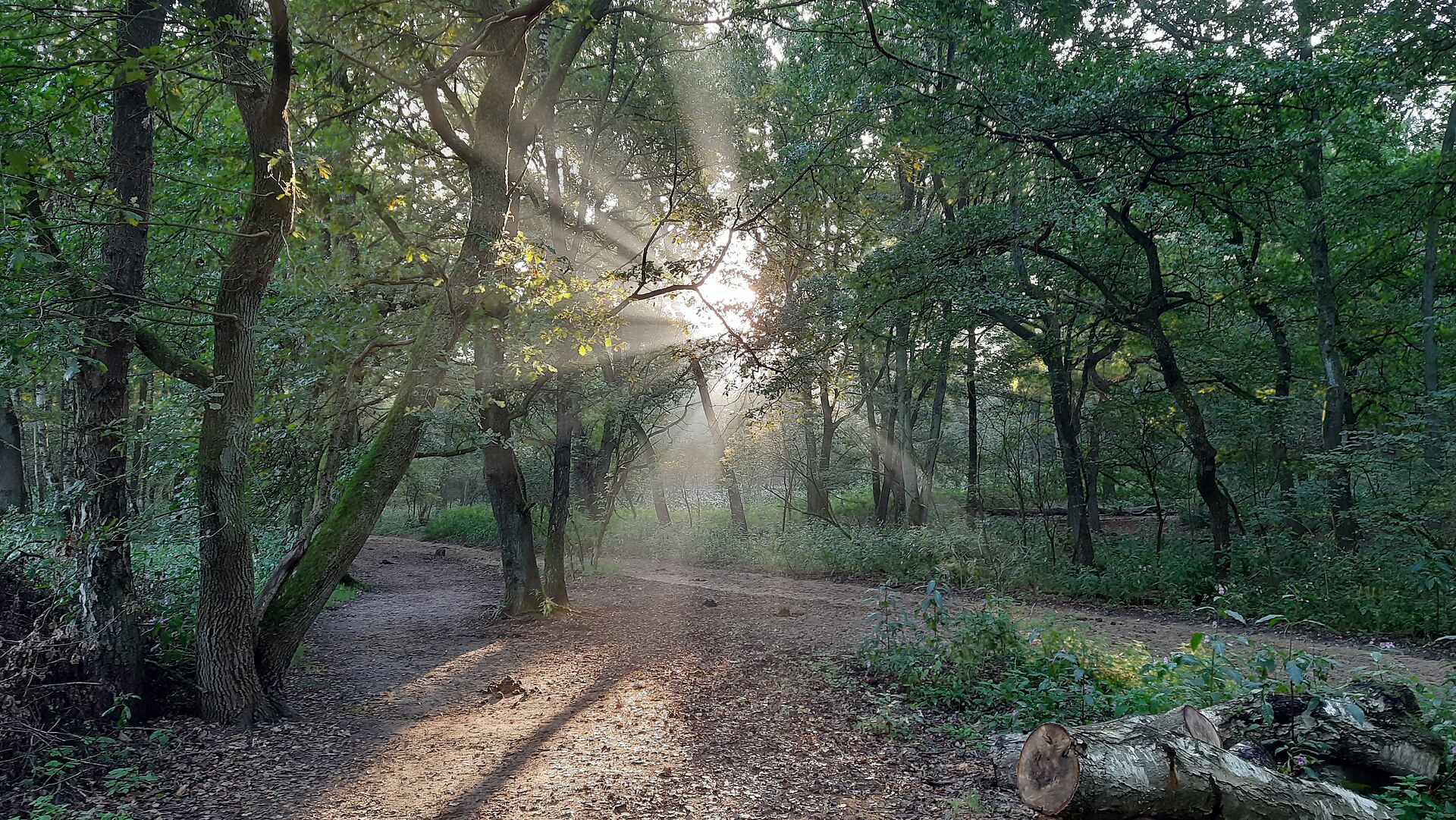 Bewirtschafteter Forstbestand mit Waldweg in Deutschland und Österreich